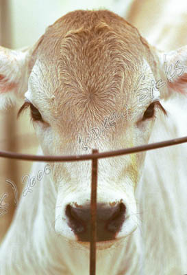Brown Swiss calf