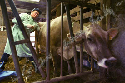 Brown Swiss dairy, OH