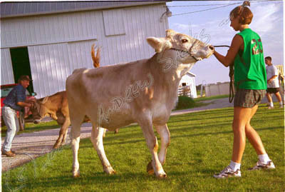 Getting ready for the fair