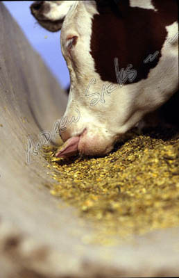 Cattle feedlot, TX