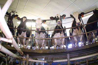 Organic dairy, WI