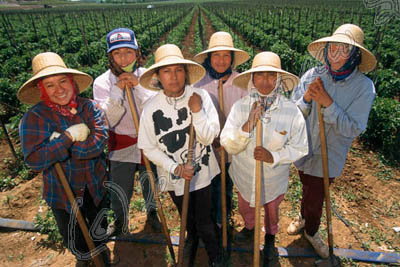 Tomato harvest, CA