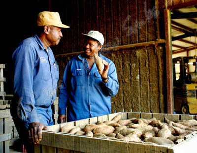 Sweet potato growers, LA
