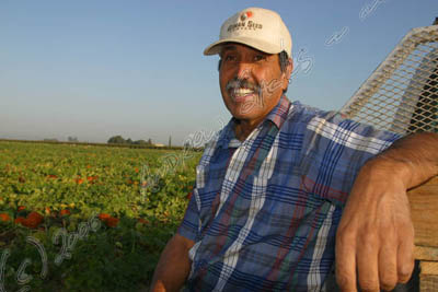 Vegetable grower, CA
