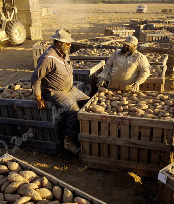 Sweet potato growers, LA
