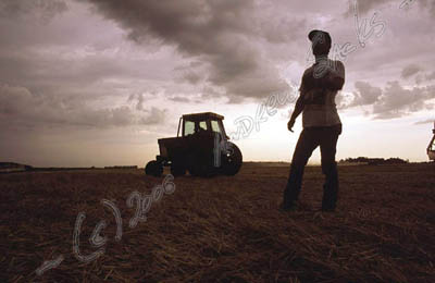 Beet harvest, MN