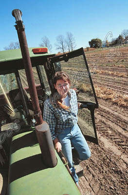 Bean harvest, Michigan