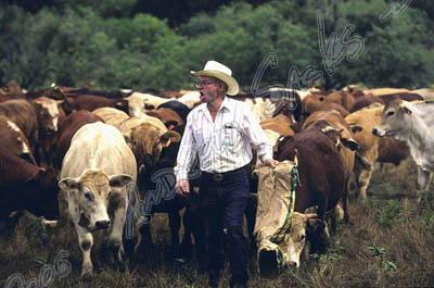 Cattle call, TX