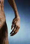 Plastinated hand and arm 